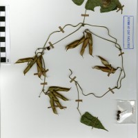 G40542 herbarium.jpg