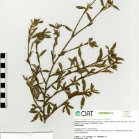 11455 herbarium