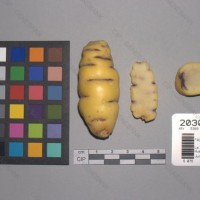 CIP 203043 Tuber