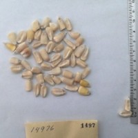 CIMMYTMA 1497 - Reference Inventory.jpg