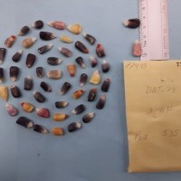 CIMMYTMA 7744 - Reference inventory.jpg