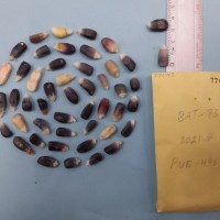 CIMMYTMA 7704 - Reference inventory.jpg