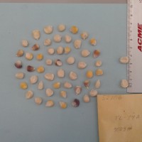 CIMMYTMA 5270 - Reference Inventory.jpg