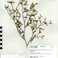 11534 herbarium
