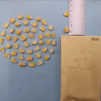 CIMMYTMA 7889 - Reference inventory.jpg