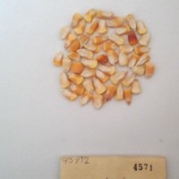 CIMMYTMA 4571 - Reference Inventory.jpg