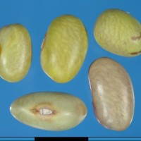G1800 seed.jpg