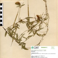 5244 herbarium