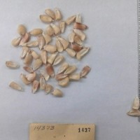 CIMMYTMA 1437 - Reference Inventory.jpg