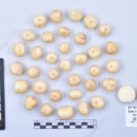 CIP 761205_OCHS 11309_wtm_T_2024.jpg