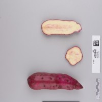 CIP 420841 (root).jpg