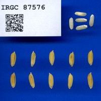 IRGC 87576 Seed Photo