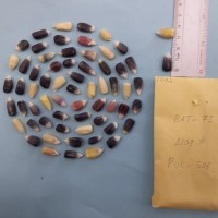 CIMMYTMA 7715 - Reference inventory.jpg