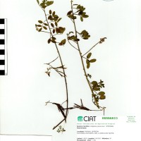 7166 herbarium