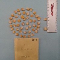 CIMMYTMA 5073 - Reference Inventory.jpg