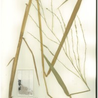 IRGC 105395 Herbarium