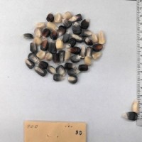 CIMMYTMA 90 - Reference Inventory.jpg