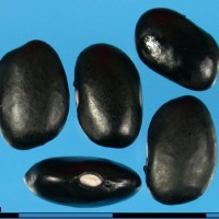 G1950 seed.jpg