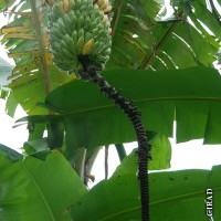 6.4.6 - Bunch position