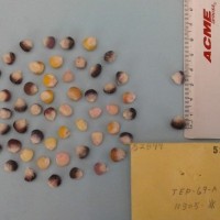 CIMMYTMA 5289 - Reference Inventory.jpg