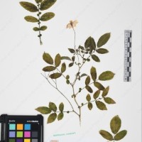 CIP 761195_OCHS 11299_03.jpg