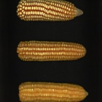 CIMMYTMA 1110 HAIT 41 AF18A-0903-208 E.jpg