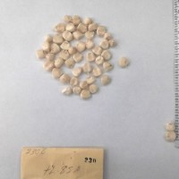 CIMMYTMA 230 - Reference Inventory.jpg