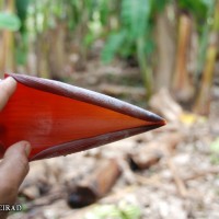 6.5.2 - Bract apex shape