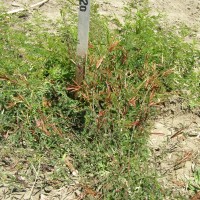 Desmanthus virgatus habit_Gsys.jpg