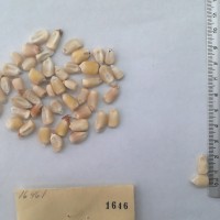 CIMMYTMA 1646 - Reference Inventory.jpg