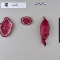 CIP 401431 (root).jpg