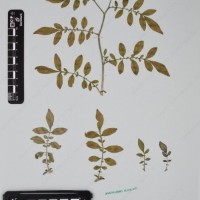 CIP 762915_SSTH 7397_11.jpg