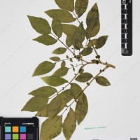 CIP 760259_HHCH 4562_07.jpg