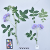 CIP 761670_OCH 13609_cop_H_2024.jpg