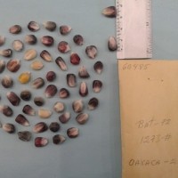 CIMMYTMA 6048 - Reference Inventory.jpg