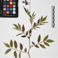 CIP 765693_RPSP 004_06.jpg