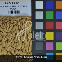 BRA00004060-0.JPG