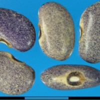 G21091 seed.jpg