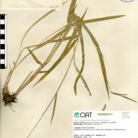 26170 herbarium