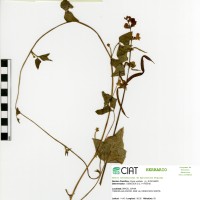 4345 herbarium