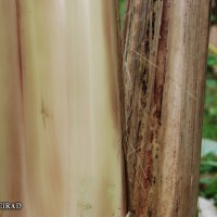 6.2.5 - Main underlying colour of the pseudostem (2018)