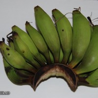 6.3.3 - Petiole canal leaf III