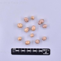 CIP 760681_OKA 3812_opl_T(t).jpg