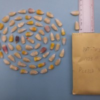 CIMMYTMA 7628 - Reference inventory.jpg