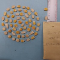 CIMMYTMA 7842 - Reference inventory.jpg