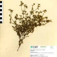 2923 herbarium