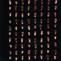 CIMMYTMA 7582 PUEB 382 BA21U-2903-215 K_compress.jpg