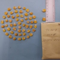 CIMMYTMA 7818 - Reference inventory.jpg