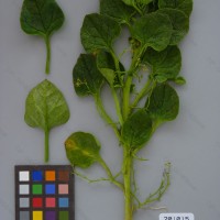 CIP 201015 Herbarium