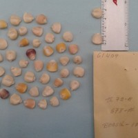 CIMMYTMA 6140 - Reference Inventory.jpg